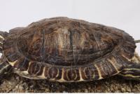 tortoise shell 0012